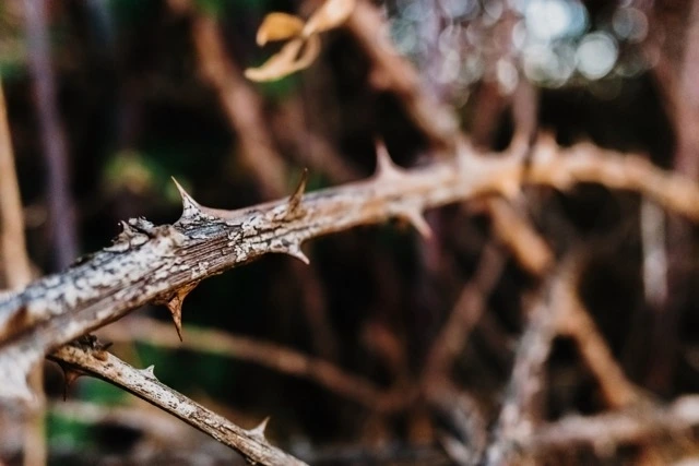 thorny-shrub-to-protect-against-voracious-animals-2023-11-27-05-34-01-utc 중간.jpeg