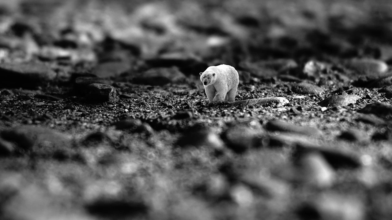 AD_4nXd7--kNqLR39ebFn2DEm3Qo8Ys17ezBl-fVjRpK87T7xaVlvtYoN7cR-SRyB3EvVXt6udlDkpZHP-vdoSlBJyUkOlOYIo_XFyRzjNBJo0HAL8pkbj8UNn0HptgdZ8NHxCPIJZ-X0w?key=E23-8WIp1l3vjOVxNjFeC6cL