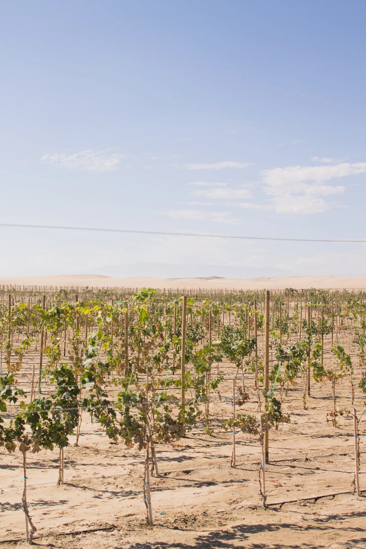 photo-1534351104306-65cbb2420db5?ixlib=rb-1.2.1&amp;ixid=MnwxMjA3fDB8MHxwaG90by1wYWdlfHx8fGVufDB8fHx8&amp;auto=format&amp;fit=crop&amp;w=1000&amp;q=80