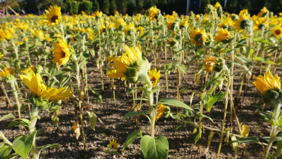 SE-36BB4849-395A-461B-802E-1975828E4750.jpg?type=w1