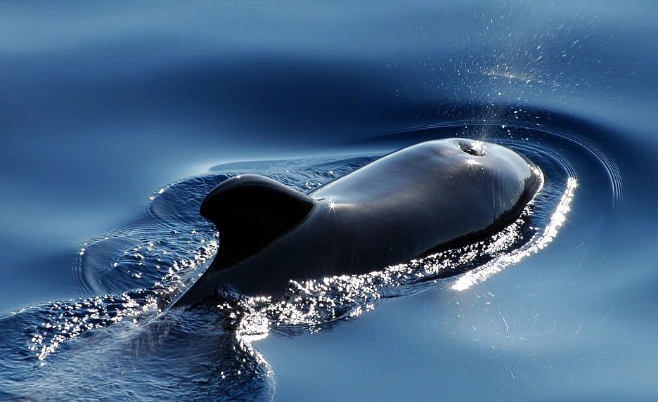 2016-06-11_17;46;08.PNG?type=w1