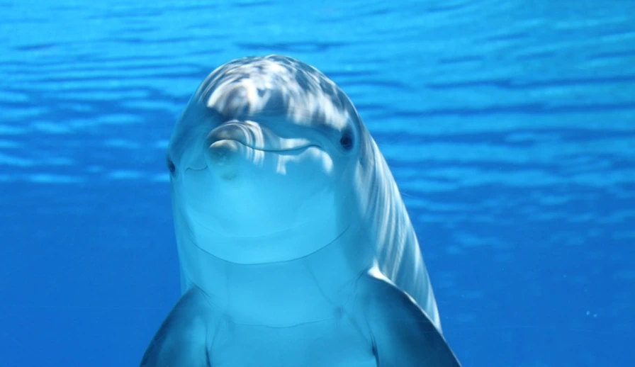 %ED%8C%90%EA%B5%90%EC%8A%A4%ED%8F%AC%EC%B8%A0%EC%84%BC%ED%84%B0%ED%84%B0%EC%A4%8F%EB%8C%80%EA%B0%90.PNG?type=w1