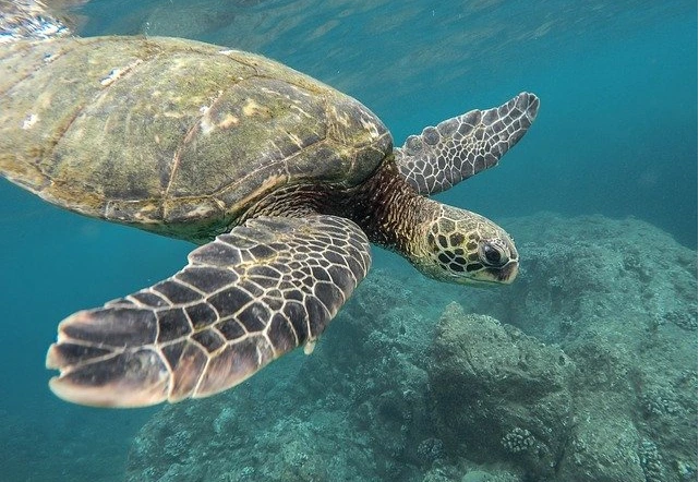 %EC%88%98%EC%98%81%EC%86%901.PNG?type=w1