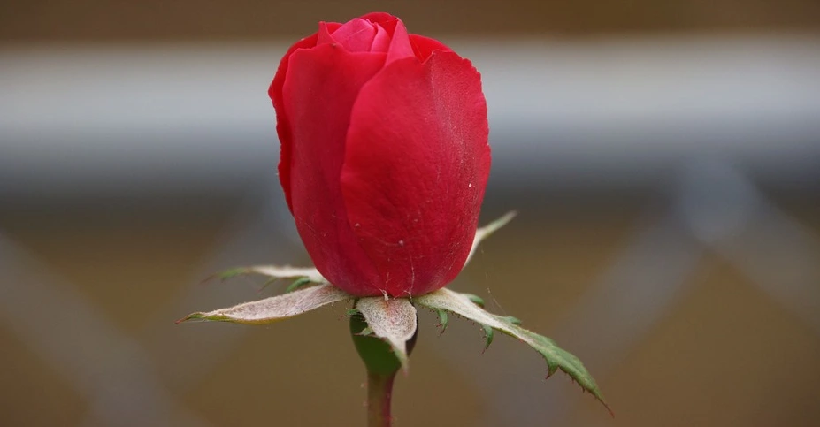 %25C3%25BB%25B3%25E2%25B1%25E2.PNG?type=w1