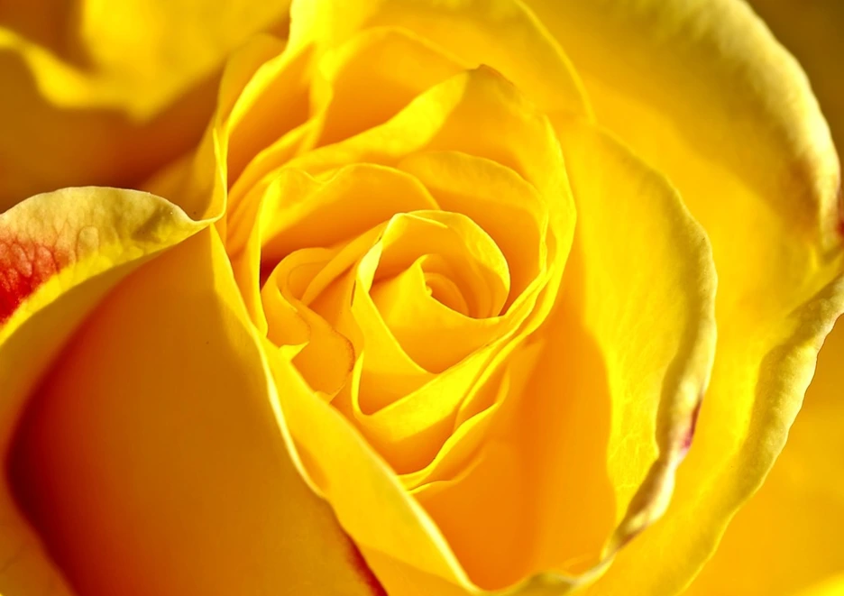 %25C0%25E5%25BC%25BA%25B1%25E2.PNG?type=w1