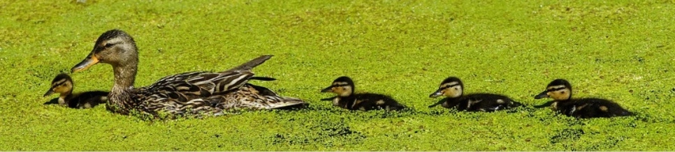 %EC%88%98%EC%98%81%EC%98%A4%EB%A6%AC.PNG?type=w966