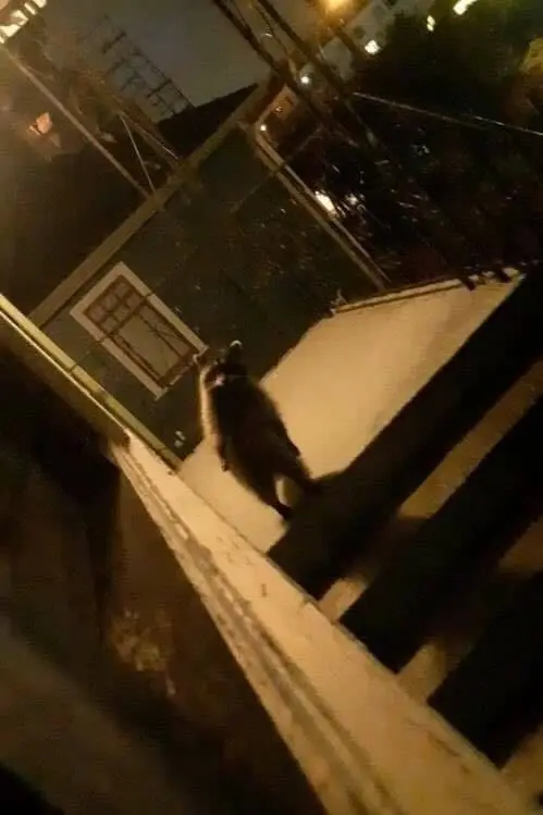 IMG_0109.JPG?type=w966