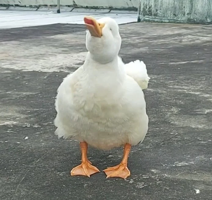 Ehwi7UmU4AAOanM.jpg?type=w1