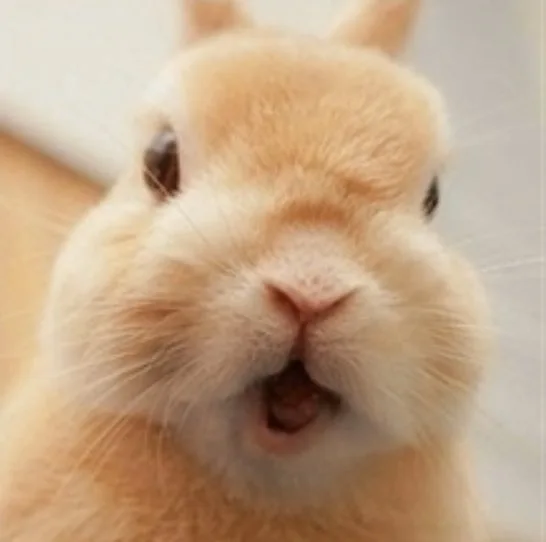 EpkA9nIVgAEc0E1.jpg?type=w966