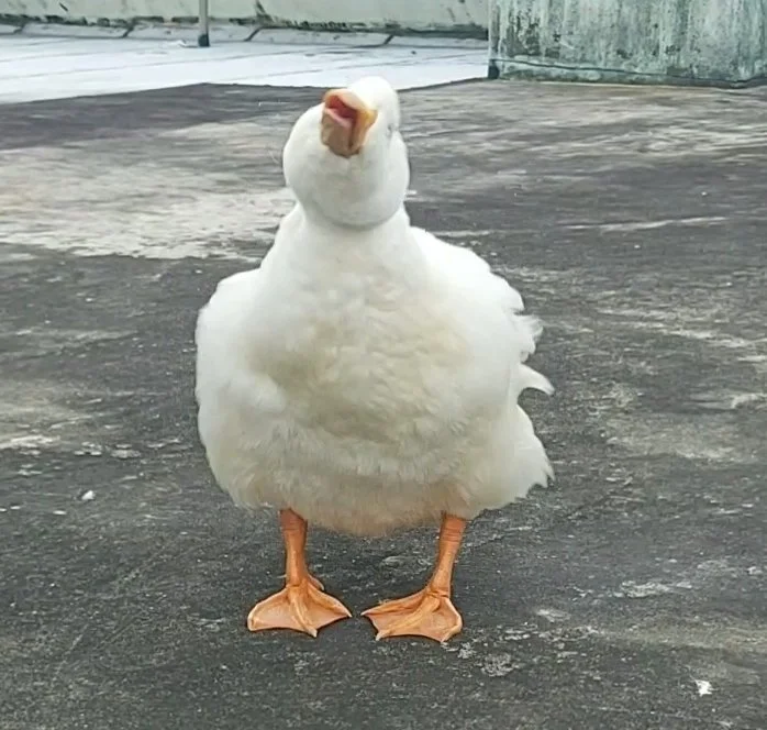 Ehwi7o_UcAAguoj.jpg?type=w1