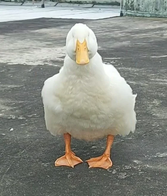 Ehwi6rpU0AATrYM.jpg?type=w1