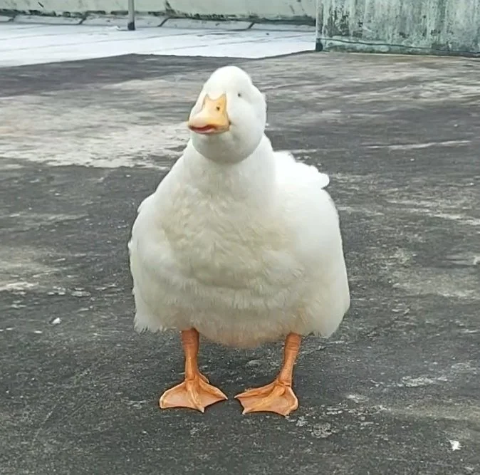 Ehwi7AqUYAAoB3y.jpg?type=w1