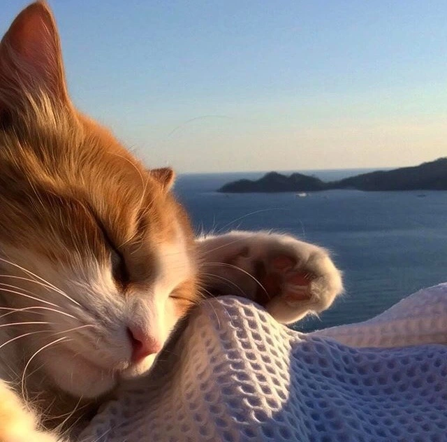 EpNegFdXUAATTAj.jpg?type=w966