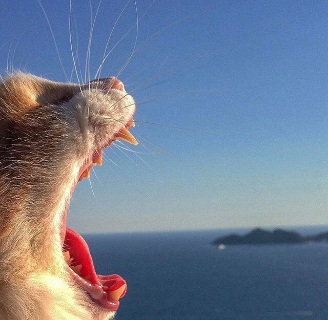 EpNegE3W8AUMILH.jpg?type=w966