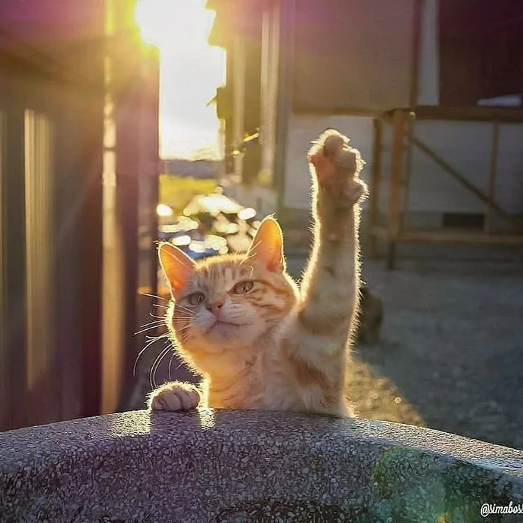 IMG_9854.JPG?type=w966