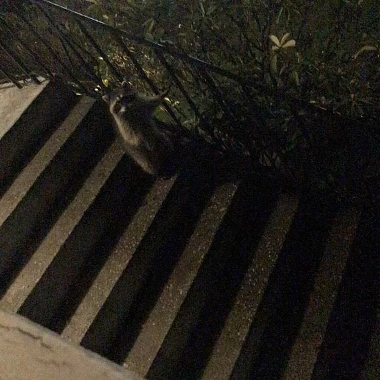 IMG_0110.JPG?type=w966