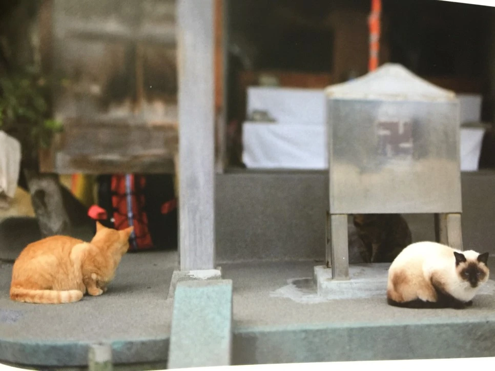 attachImage_3597599585.jpeg?type=w966