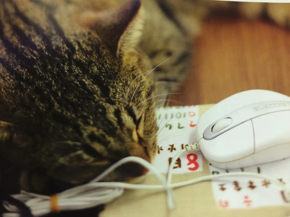 attachImage_4234823662.jpeg?type=w966