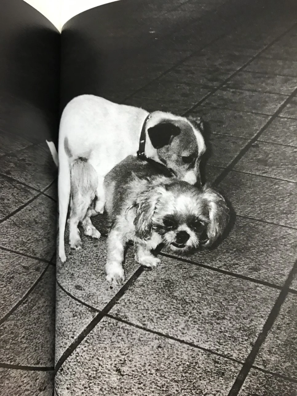 IMG_3559.JPG?type=w966