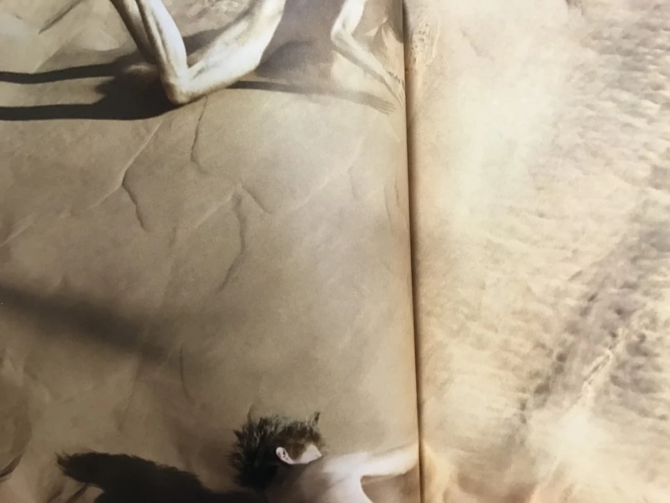 IMG_3967.JPG?type=w966