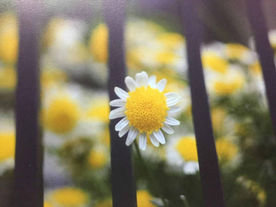 attachImage_2574096999.jpeg?type=w966