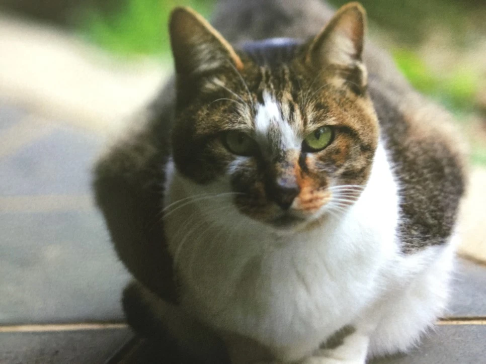 attachImage_849545973.jpeg?type=w966