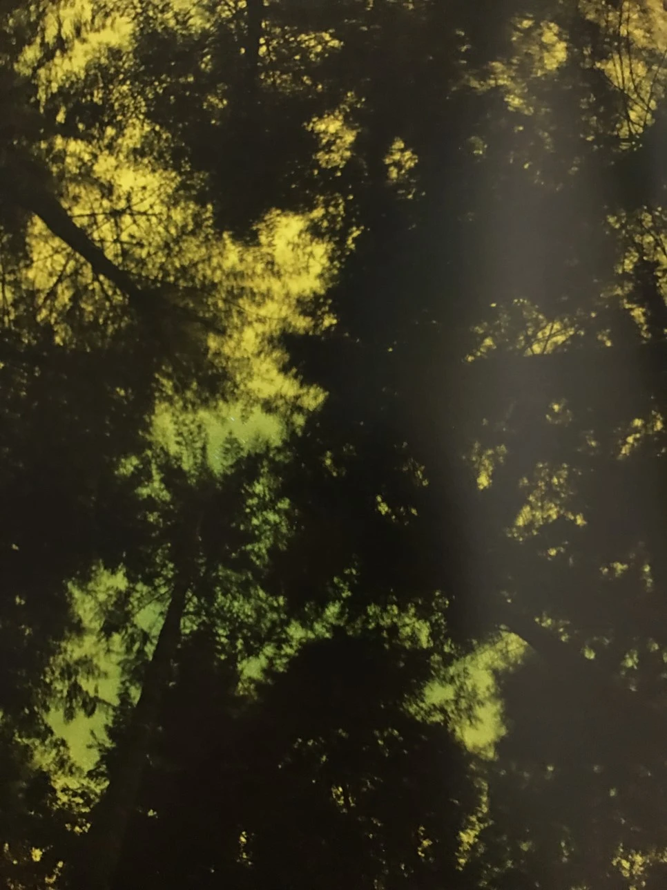 IMG_3997.JPG?type=w966