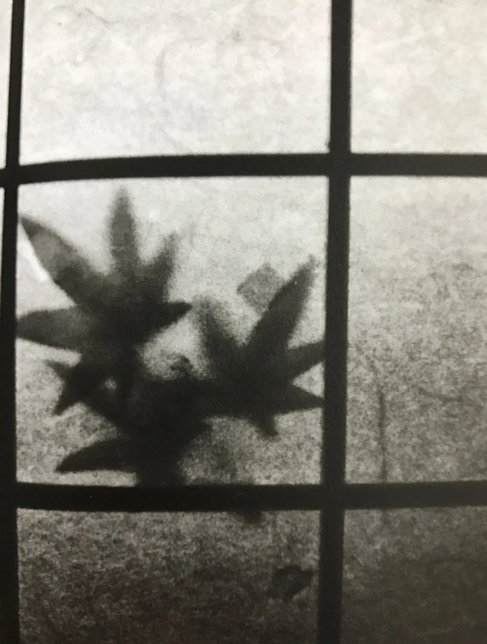 se3_image_2149916838.jpg?type=w966