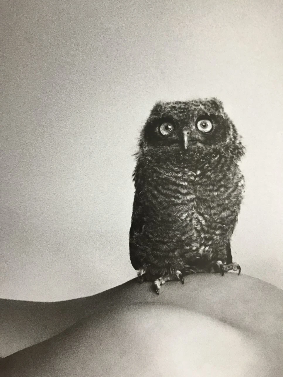 IMG_3950.JPG?type=w966