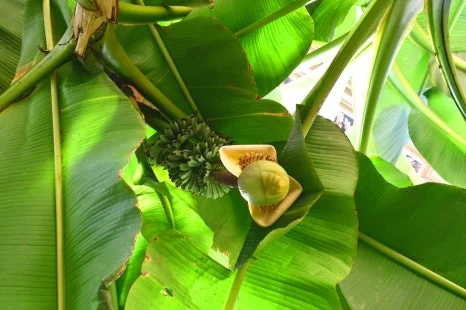 DSC_8645.JPG?type=w466