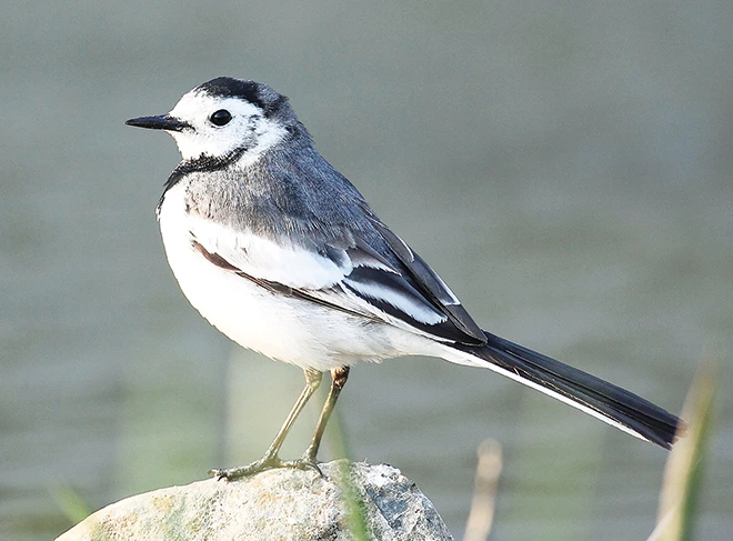 R.b7e3eecf1bb788a17f01f05b29d9b31f?rik=npZipDJMu980RQ&riu=http%3a%2f%2fwww.nhtimes.co.kr%2fnews%2fphoto%2f201603%2f34126_31742_458.jpg&ehk=j%2feikrndOo%2f1%2f6JHMj97arphKT7r6AkL0%2fCLzEh4KL0%3d&risl=&pid=ImgRaw&r=0