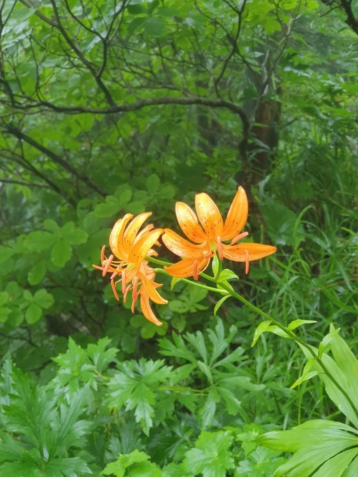 1564666676346.jpg?type=w1600