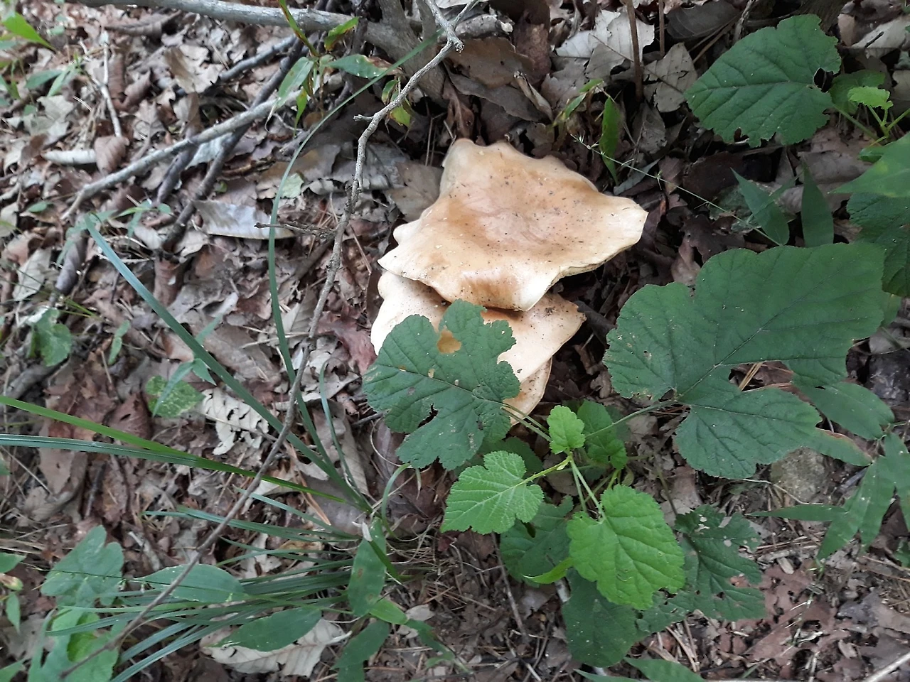 20190825_112853.jpg?type=w1600