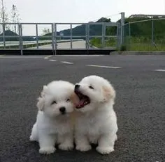 e1caea7341be2f124533988e16ddff3f.jpg?type=w966