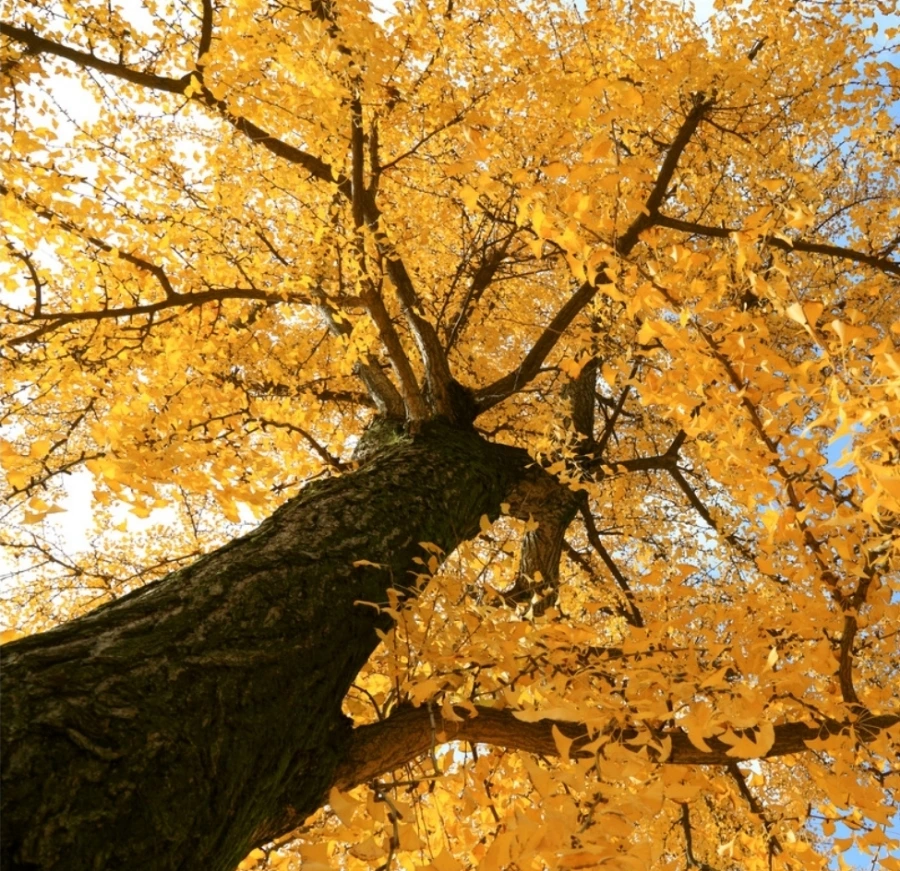 Screenshot%EF%BC%BF20241019%EF%BC%BF100613%EF%BC%BFCanva.jpg?type=w966