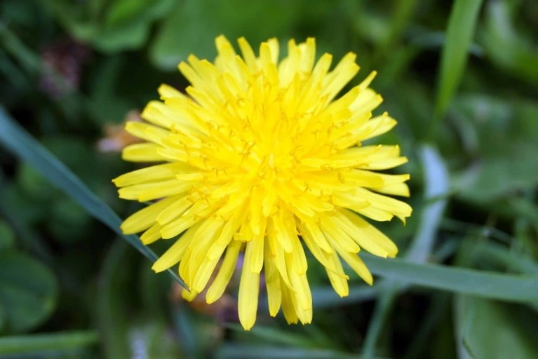 %EB%AF%BC%EB%93%A4%EB%A0%88.jpg?type=w1