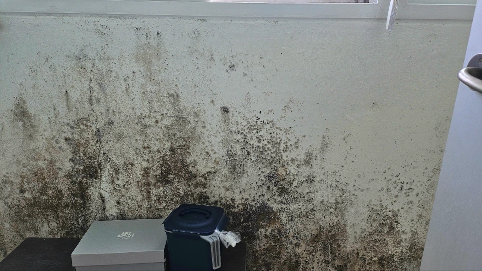 SE-817e2d87-497f-45cb-8624-8785259819f9.png?type=w966