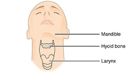 hyoid_bone.png?type=w1