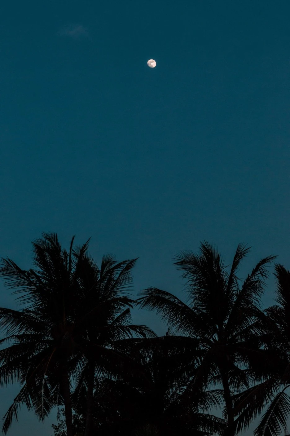 photo-1596295816866-0f403a8b4edf.jpg?type=w1