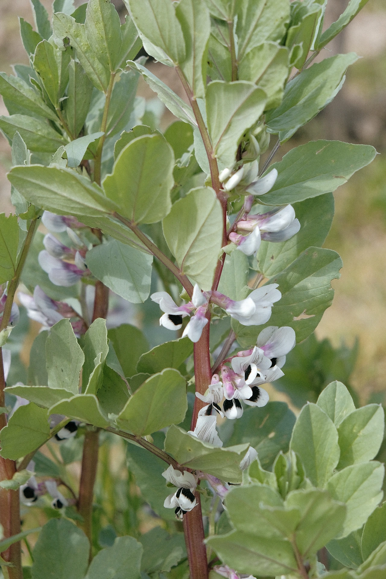 Loire_Le Thio Noots 8.JPG