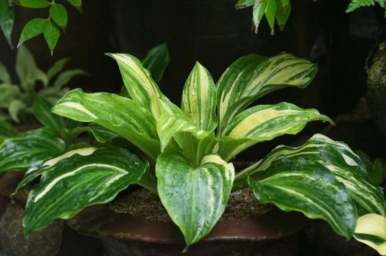 ?src=http%3A%2F%2Fblogfiles.naver.net%2FMjAyMTA3MDdfMzcg%2FMDAxNjI1NjE3MTM0NDc3.X5maU1nMwUqdi2RDo7wg6Ws2ApYpxv_Dn0zGDI4isIgg.4N2vwad7wtQJ06vvRyPIST9NlMFUunOjVoYScjX2hQIg.JPEG.ksy381362%2F593A9982_.jpg&type=sc960_832