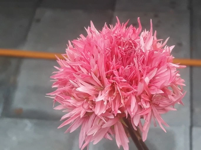 ?src=http%3A%2F%2Fblogfiles.naver.net%2FMjAyMDA0MDhfMjg1%2FMDAxNTg2Mjk0NTM4ODAy.sY6d4TqeU1brXt9Qp4WluqLijWUoyoLpDWlR2h-ia7Qg.16HapyPujJOMOfzElR0FFqfKuNbkYLvfi3IbgkLo1GIg.JPEG.dnjfaudwhrud%2F1586294538257.jpg&type=sc960_832