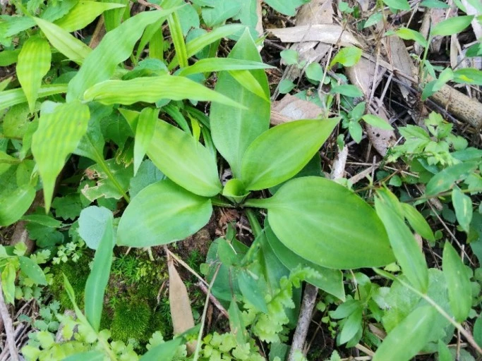 ?src=http%3A%2F%2Fblogfiles.naver.net%2FMjAyMDA4MTNfMjEg%2FMDAxNTk3MzI4NTMzNzg5.Qs5vreRi1j4Rg1fva5BPr7Fq314JCFlAVkUiO7dLbWgg.2rk8kzAZU0tW0c-Yc93oZ2RfZHdsqWfSh4GOaf6ToXwg.JPEG.hikim6311%2F1597328533051.jpg&type=sc960_832