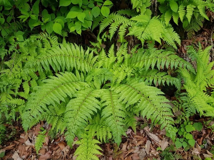 ?src=http%3A%2F%2Fblogfiles.naver.net%2FMjAxOTA2MjRfMjA5%2FMDAxNTYxMzg1NDI5Mzg1.SI6PCAh08yyAoo3LHMkaO3Mr4qbL2mkriqweHILoYNEg.TgJ_cPLBRKU1Qu2jeZ-8JlneKvIR91s2WkJlkl5nG1og.JPEG.moonwon8833%2F%25BA%25F1%25B4%25C3%25B0%25ED%25BB%25E7%25B8%25AE%2528%25BB%25EA%25B8%25B2%25B1%25B3%25C0%25B0%25BF%25F8%2529180503-3.jpg&type=sc960_832