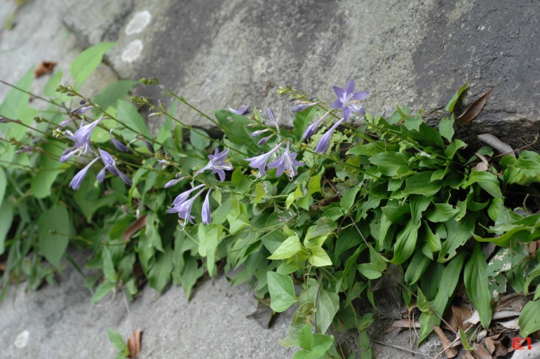 ?src=http%3A%2F%2Fblogfiles.naver.net%2F20151229_286%2Fjinh0317_1451385635546PglIf_JPEG%2F%25C1%25BB%25BA%25F1%25BA%25F1%25C3%25DF_%25281%2529-1.jpg&type=sc960_832