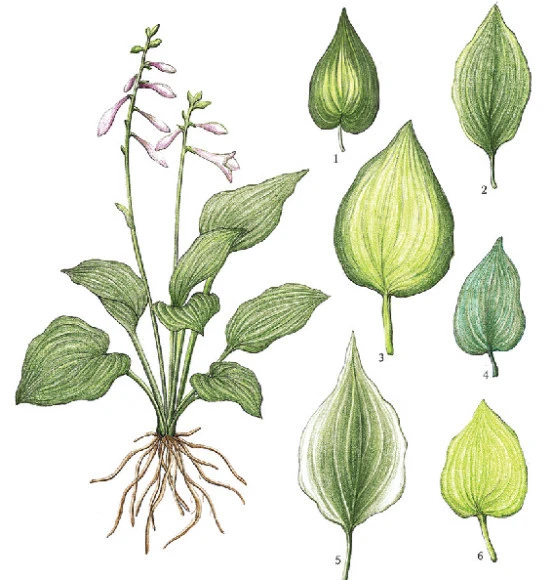 ?src=http%3A%2F%2Fimgnews.naver.net%2Fimage%2F081%2F2018%2F08%2F02%2F0002933661_001_20180802033849272.jpg&type=sc960_832