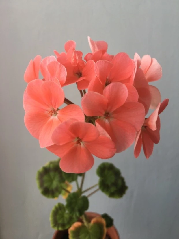 ?src=http%3A%2F%2Fblogfiles.naver.net%2FMjAyMTAzMDZfMjA5%2FMDAxNjE1MDE5NDEwMjA5.KbI6KzadsJPkAiOmknuqC4koqcbqVP7VriKvtsg1rJUg.JgRplRU59j9tPUymp160JAzN1_KQeAS0m_K7CAwkIrwg.JPEG.magicbus_sj%2FNaverBlog_20210306_173009_19.jpg&type=sc960_832