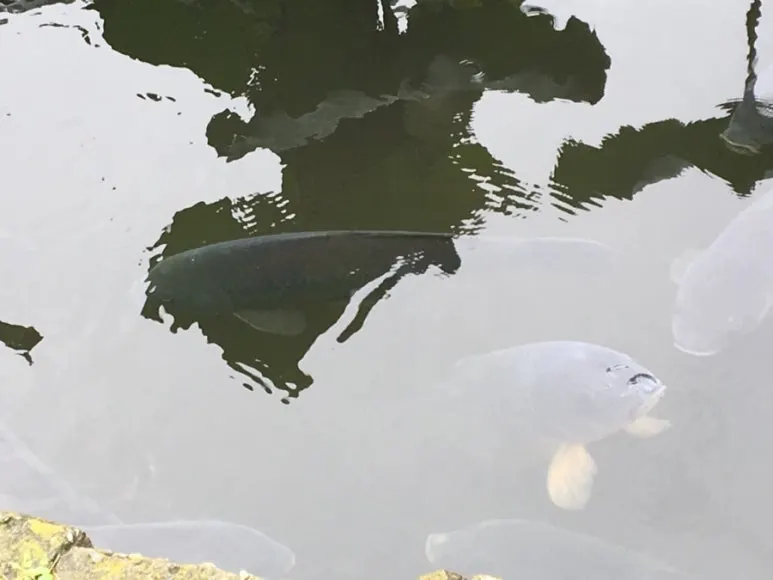 IMG_0163.jpg?type=w773