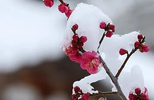 설중홍매.JPG