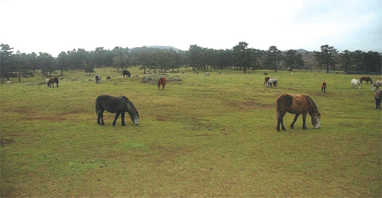 98248_106570_532.jpg?type=w966